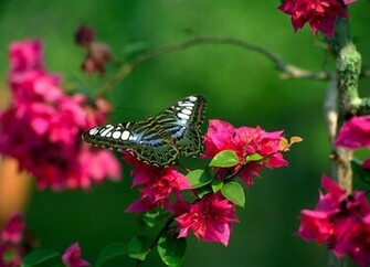 Flower Lovers Flowers Butterfly Natural Beauty Desktop Wallpaper