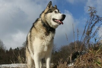 Alaskan Malamute Wallpaper