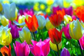 Spring Computer Wallpaper Background