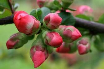 Spring Buds Wallpaper