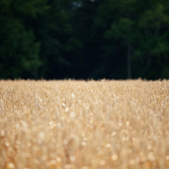 Wheat Field iPad Wallpaper