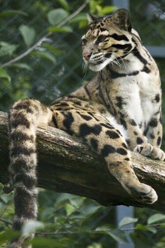 Clouded Leopard Photos Wallpaper The Fun Bank