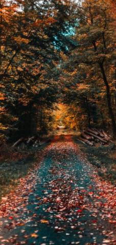 Fall Wallpaper Explore Top Quality Background
