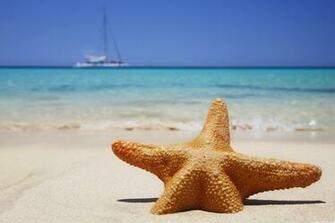 Starfish Beach HD Wallpaper Desktop Background For