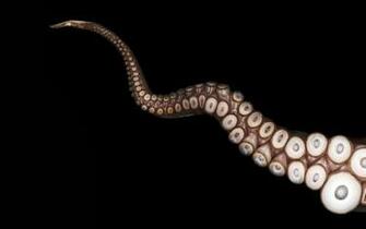 Close Up Tentacles Octopus Black Wallpaper All Size