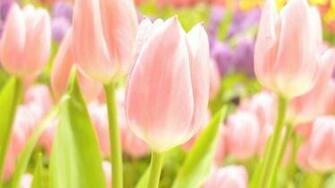 Spring Tulips HD Wallpaper