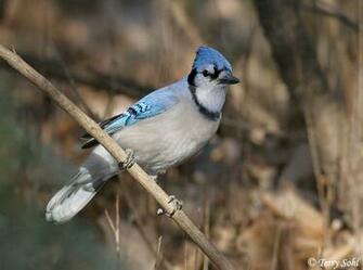 Wallpaper Blue Jay Background