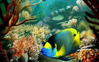 Tropical Fish Live Wallpaper Screenshot
