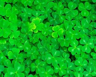 Clover Clovers Wallpaper Green Desktop