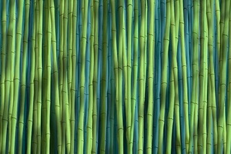 Bamboo Green