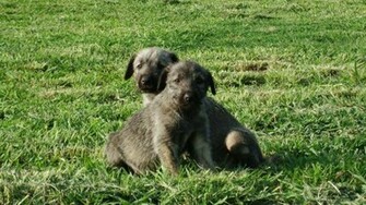 Irish Wolfhound Puppy Pictures Widescreen HD Wallpaper