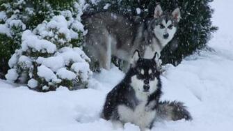 Huskies In Snow Wallpaper