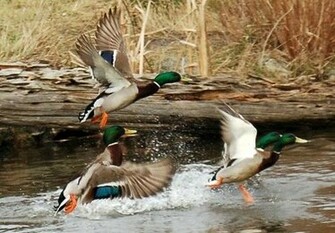 Duck Hunting Wallpaper