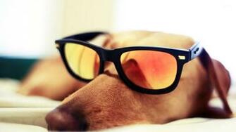 Cat With Sunglasses Wallpaper