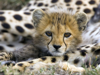 Cute Animal Wallpaper