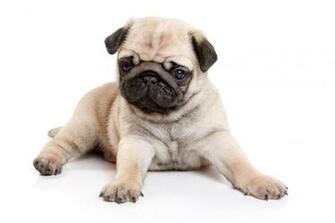 Pug Puppies Wallpaper White Desktop