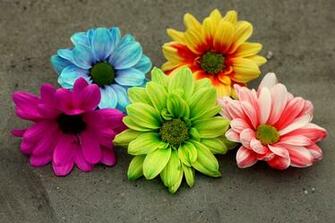 Colorful Gerberas Computer Wallpaper Desktop Background