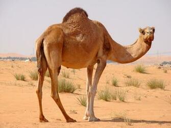Camel Wallpaper High Resolution C8781y5 4usky