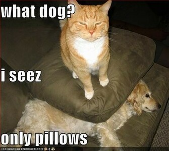Funny Image Gallery Very Dog Pictures With Captions N