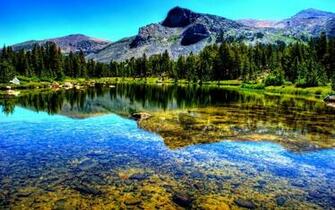 Pine Forest Lake Wallpaper