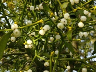 Mistletoe Wallpaper