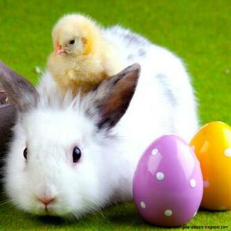 Rabbit And Chicken Wallpaper Desktop