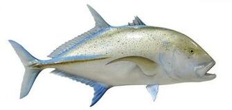 Bluefin Trevally Fish Replica Mounted Spearfish