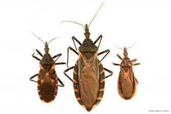 Found A Bug Kissing Bugs And Chagas Disease In The U S Texas M
