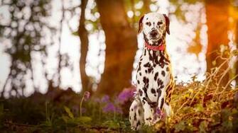 Dalmatian Dog Wallpaper Archives HDwallsource