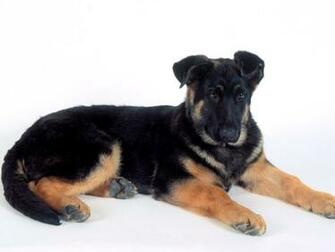 Rottweiler Dog Wallpaper White