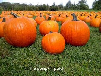 Fall Pumpkin Patch Wallpaper Autumn