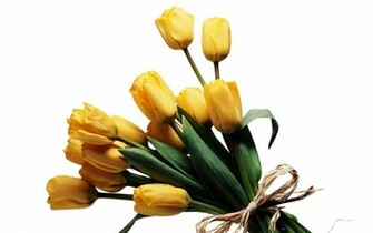 Large Size Tulip Wallpaper Flower