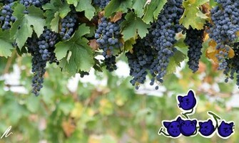 Grape Kitties Wallpaper By Starvalerian