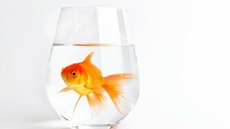Current Location Home Animals Fish Lonely Gold Wallpaper