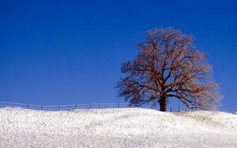 Widescreen Winter Snow Scenes Dreamy Wallpaper