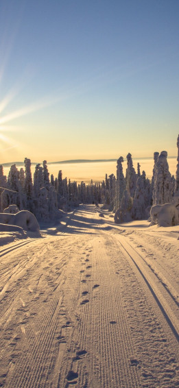 Nature Winter Phone Wallpaper