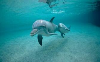 Dolphins Wallpaper Art Print HD Widescreen Desktop