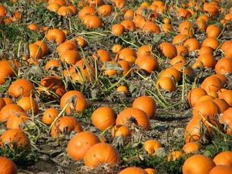 Fall Pumpkins Background Pumpkin Desktop