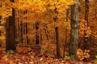 Autumn Landscapes
