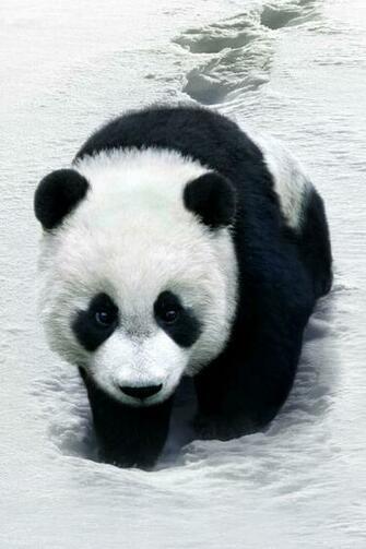 Panda Bear iPhone Wallpaper Wall Paper