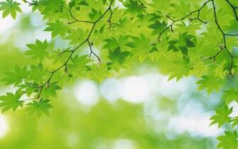 Green Leaves And Background