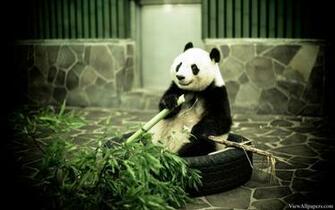 Resolution Wallpaper Panda For Pc Computers
