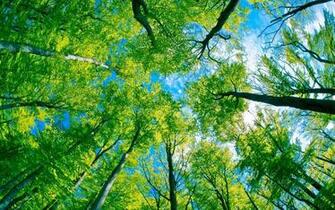 Prompt Of Forest Trees HD Desktop Wallpaper