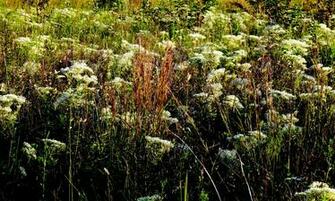 Queen Anne S Lace Wallpaper