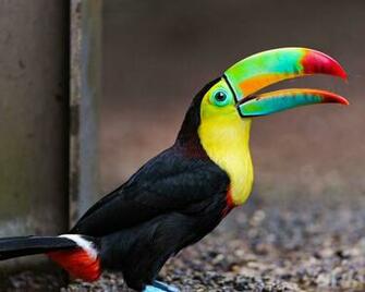 Toucan Desktop Wallpaper Covers Heat