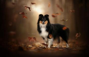 Wallpaper Autumn Leaves Dog Bokeh Sheltie Shetland Sheepdog