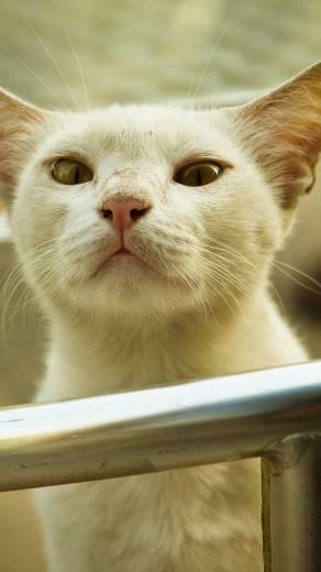 Cute Cat iPhone Wallpaper Ssg Html Quoteko