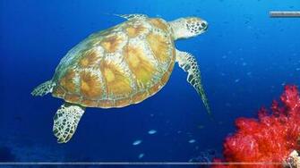 Green Sea Turtle Malaysia Wallpaper