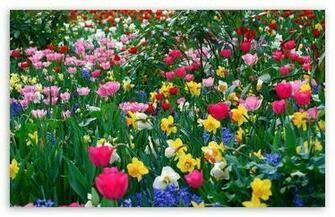Wallpaper Black Pictures Background Spring