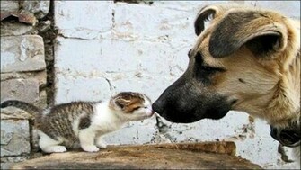 Read More Cats And Dogs Info